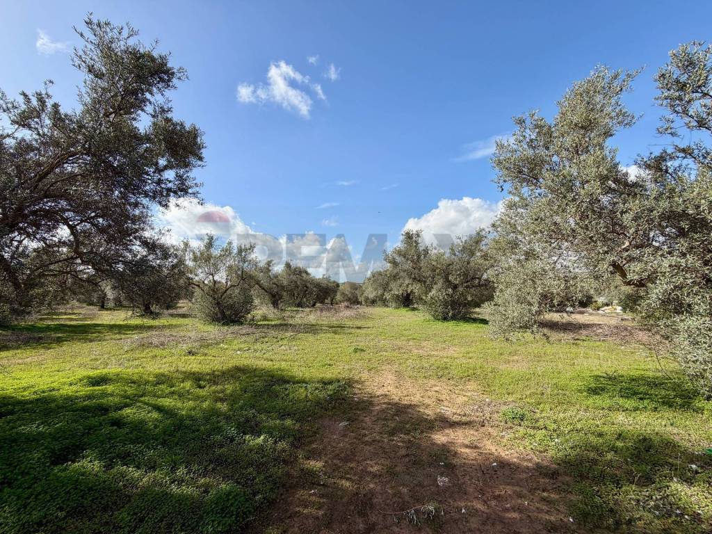 immagine annuncio 6 di 14