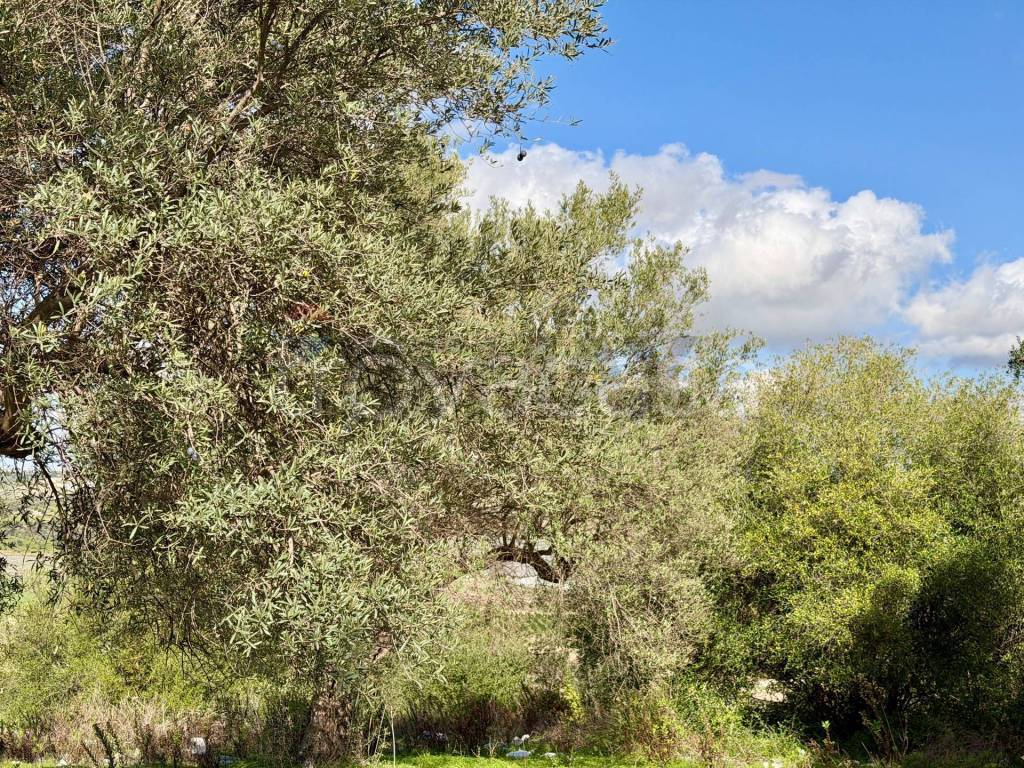 immagine annuncio 8 di 14