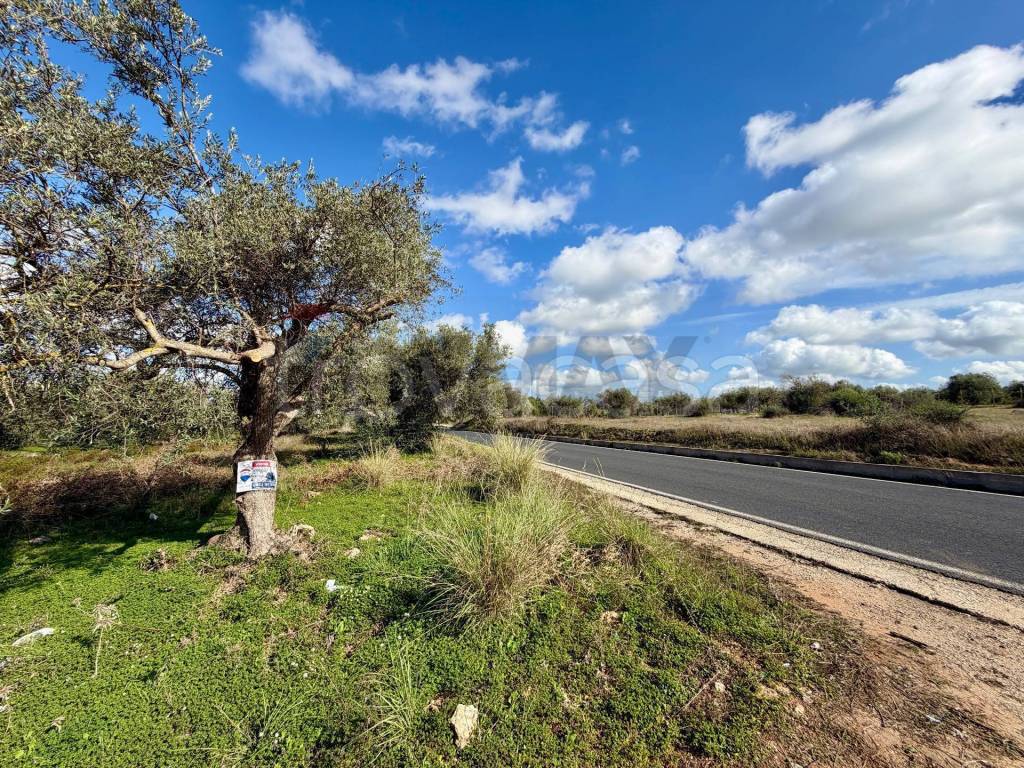 immagine annuncio 10 di 14