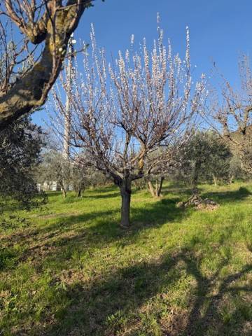 immagine annuncio 5 di 6