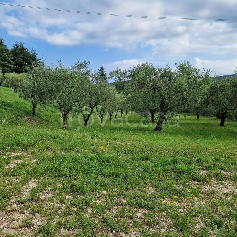 immagine annuncio 2 di 6