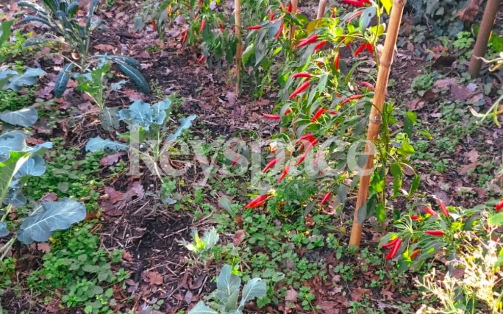 immagine annuncio 5 di 12