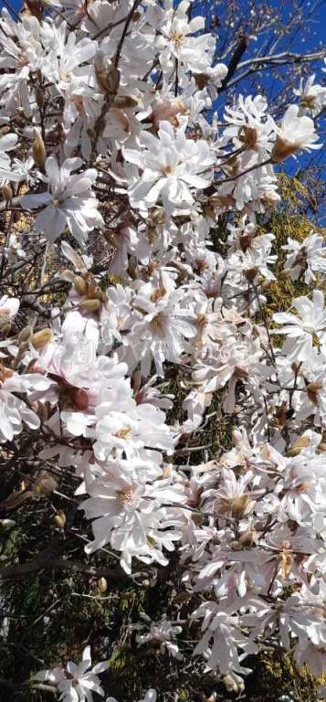 immagine annuncio 4 di 7