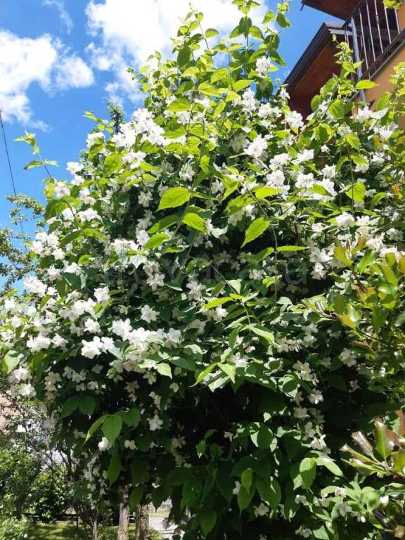 immagine annuncio 6 di 7