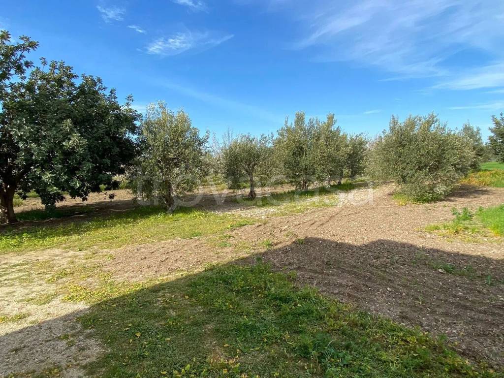 immagine annuncio 11 di 13