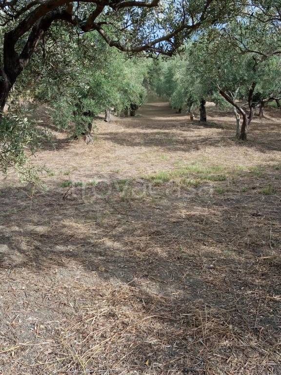 immagine annuncio 5 di 7