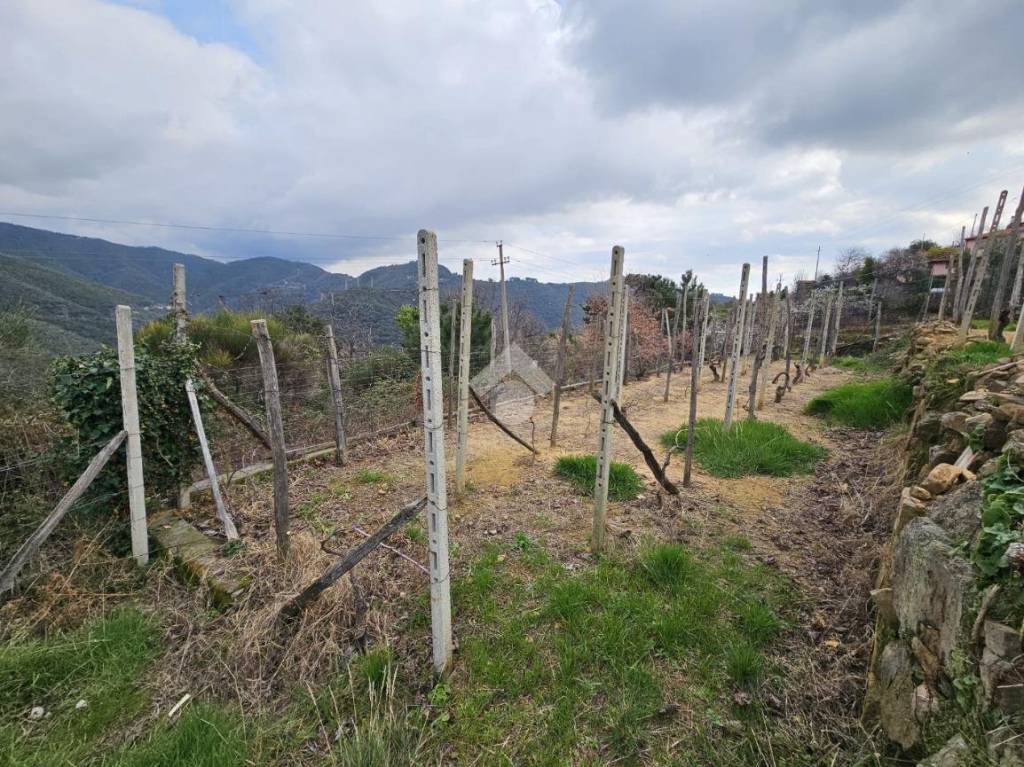 immagine annuncio 2 di 8
