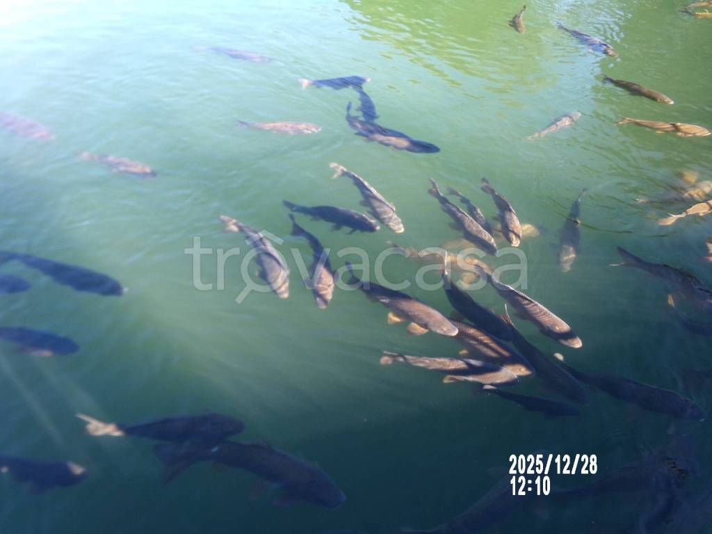 immagine annuncio 2 di 3