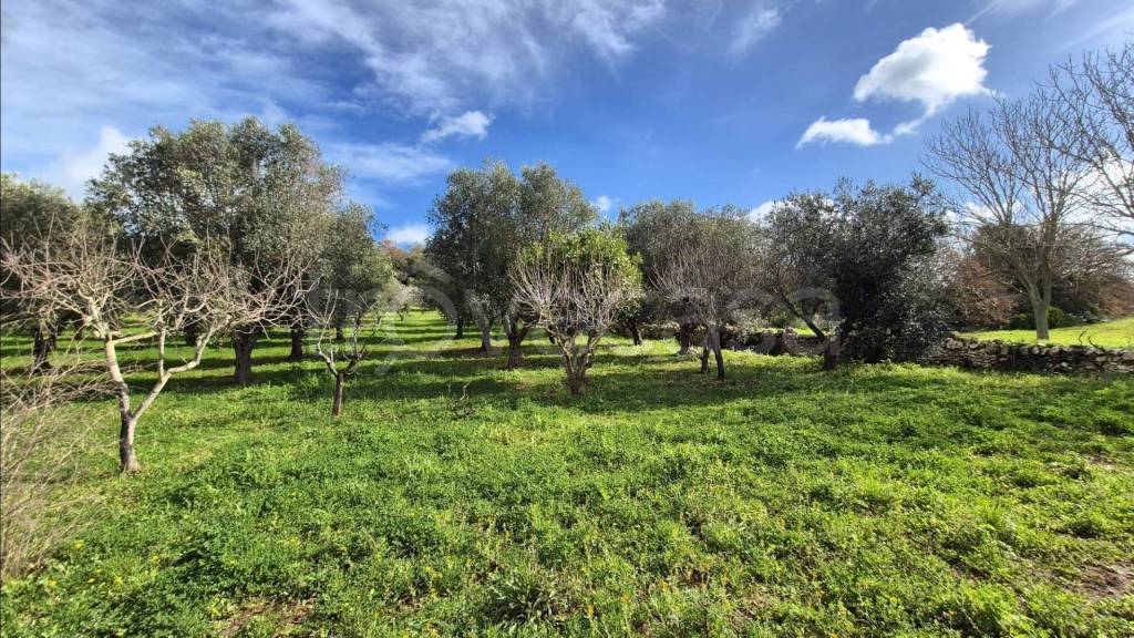 immagine annuncio 9 di 12