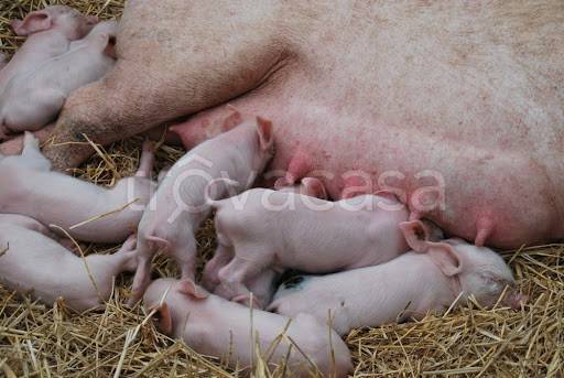 immagine annuncio 7 di 13