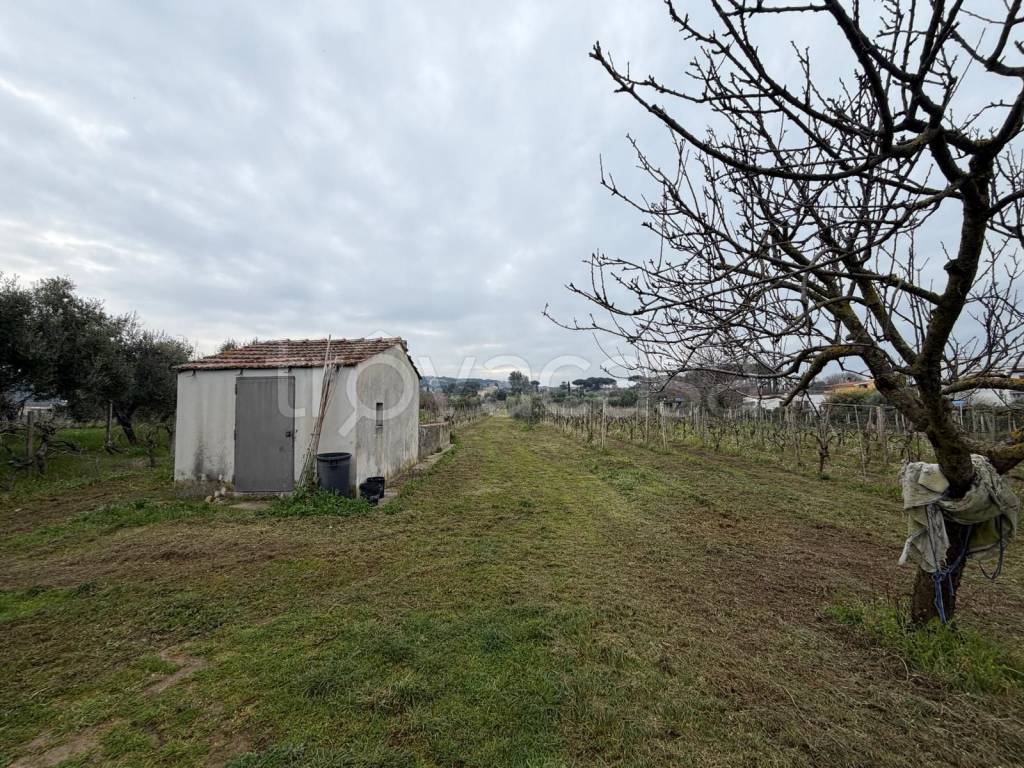 immagine annuncio 11 di 15