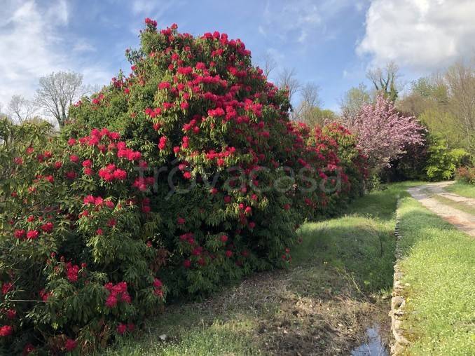 immagine annuncio 10 di 12