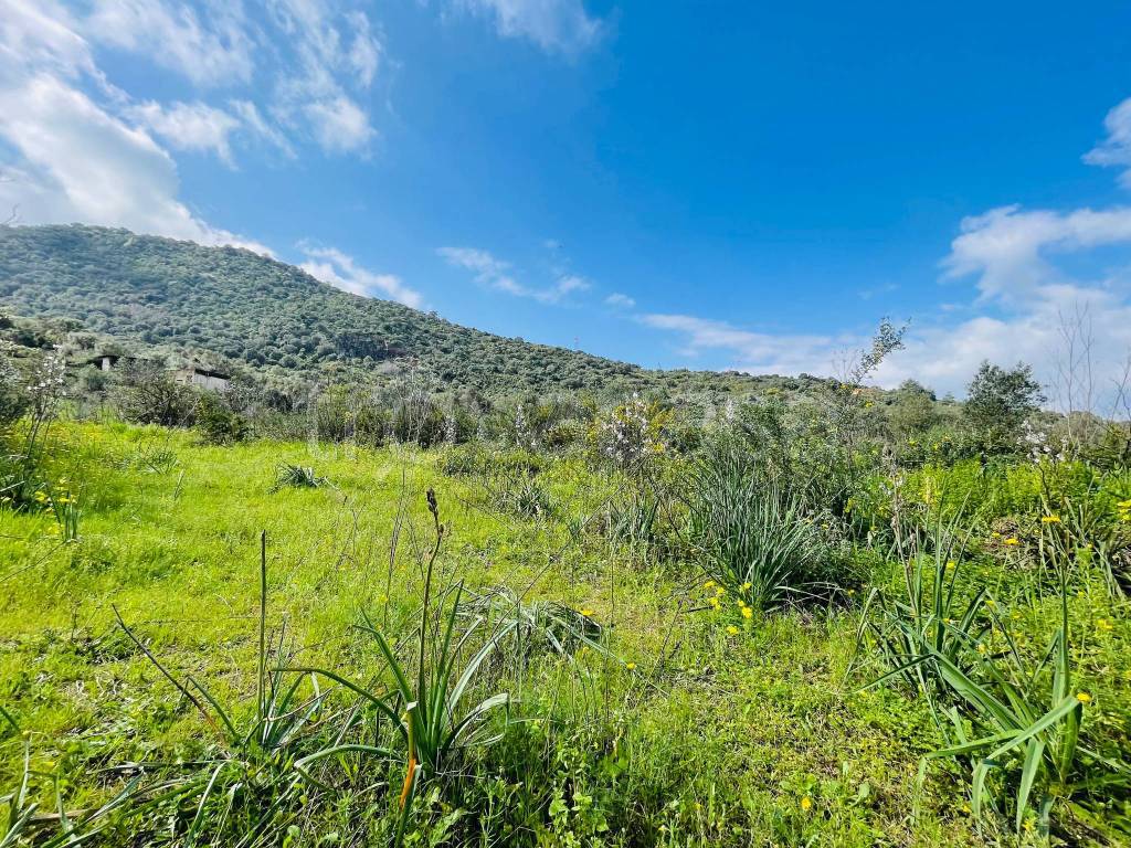 immagine annuncio 5 di 7