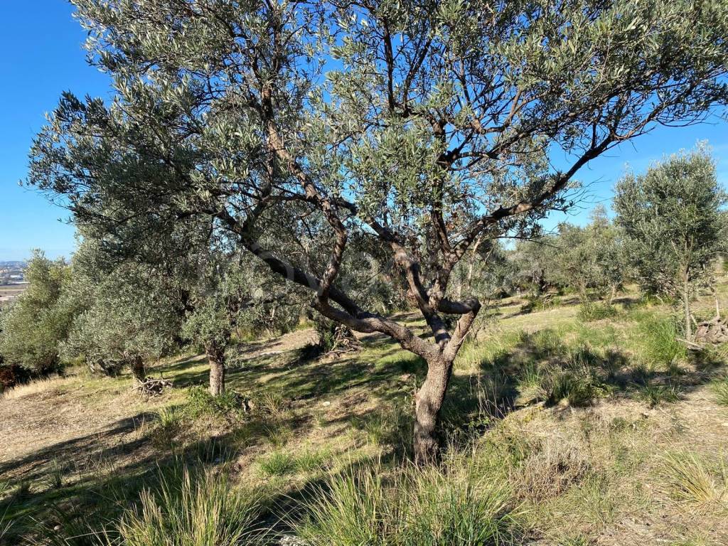 immagine annuncio 9 di 13