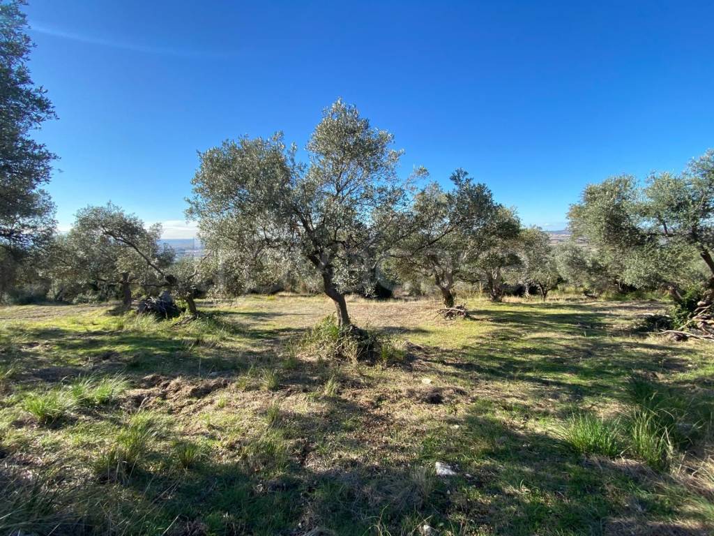 immagine annuncio 11 di 13