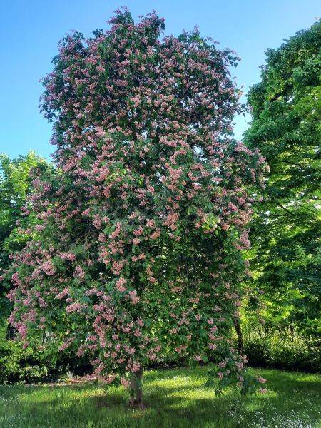 immagine annuncio 4 di 14