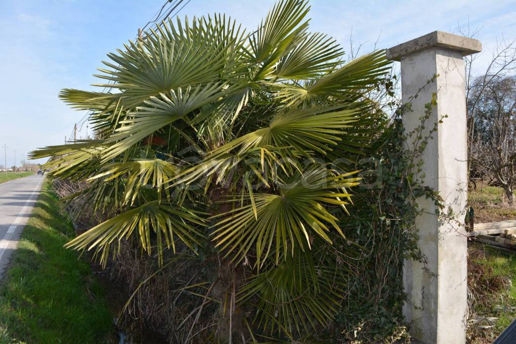 immagine annuncio 11 di 14