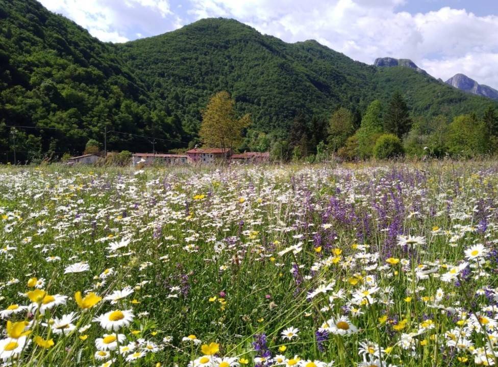 immagine annuncio 9 di 13