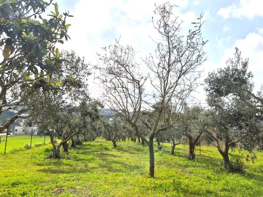 immagine annuncio 6 di 13