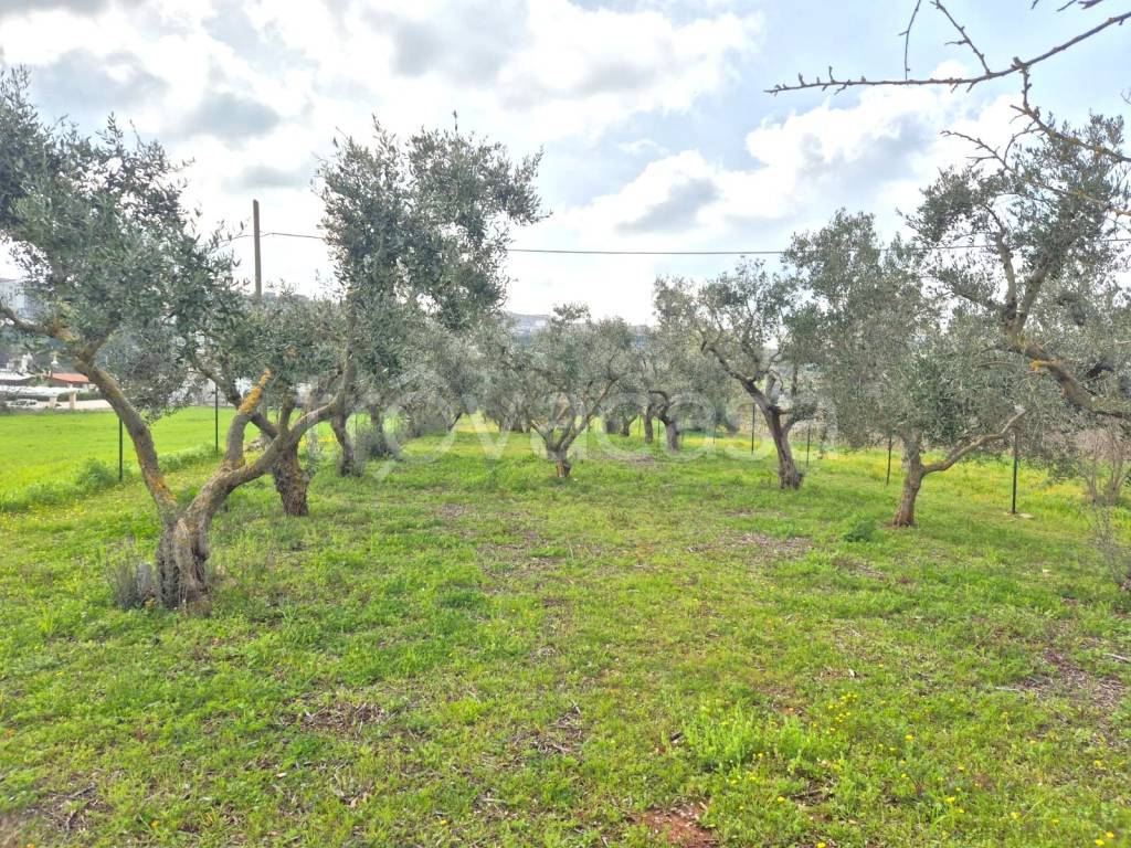 immagine annuncio 7 di 13