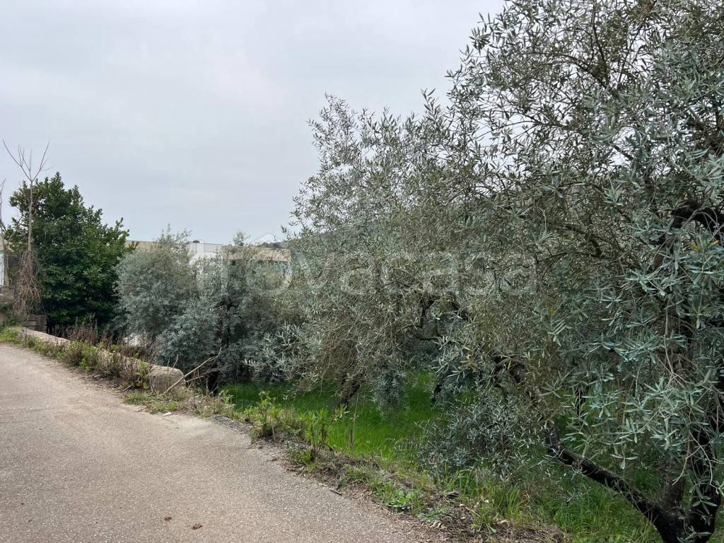 immagine annuncio 7 di 13