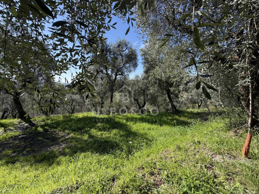 immagine annuncio 4 di 14