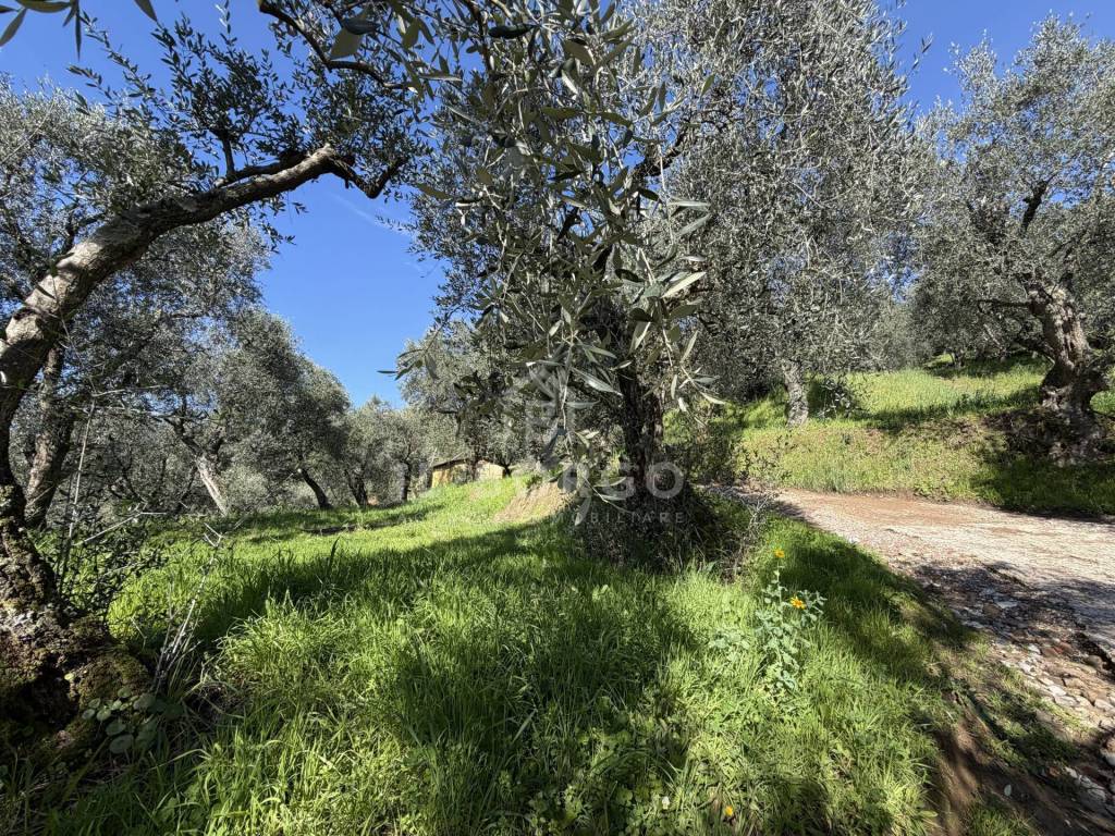 immagine annuncio 8 di 14