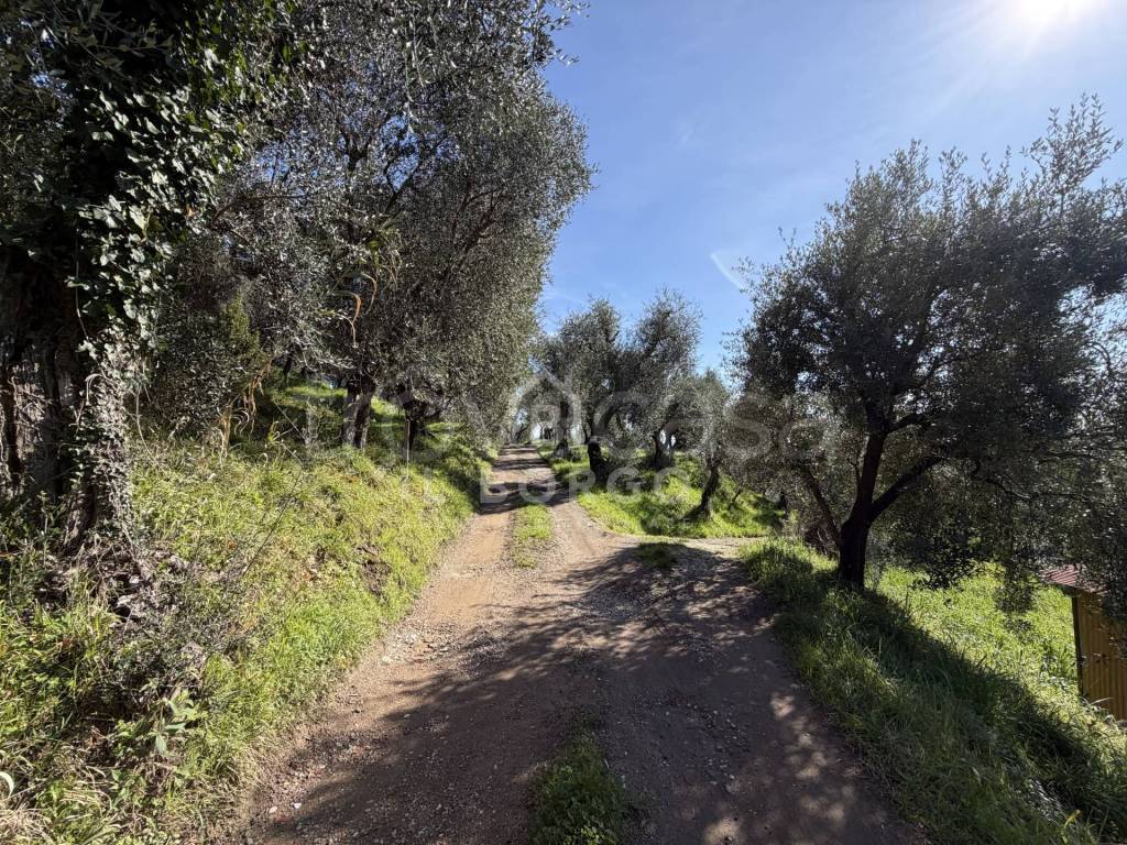 immagine annuncio 9 di 14