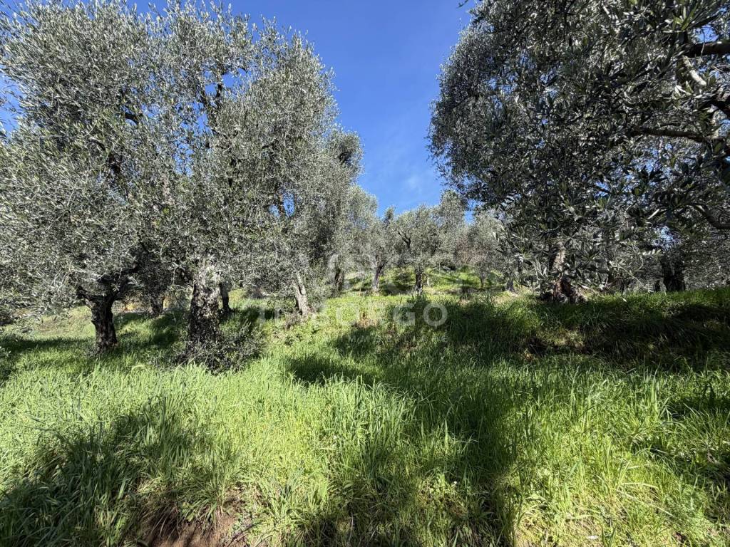 immagine annuncio 12 di 14