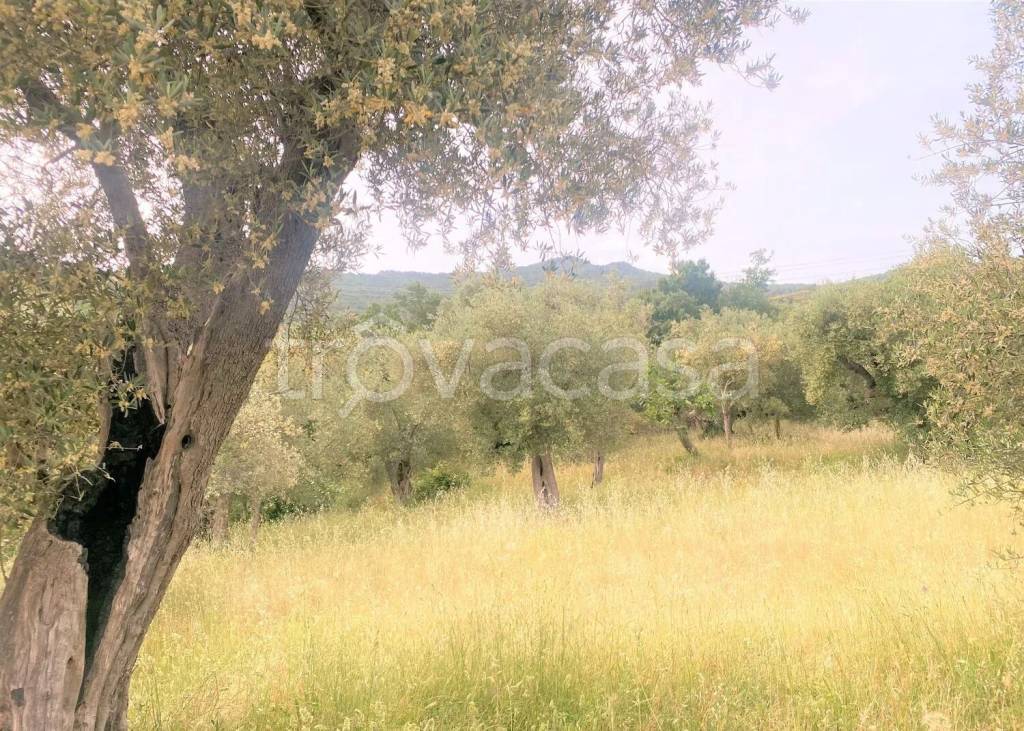 immagine annuncio 3 di 8