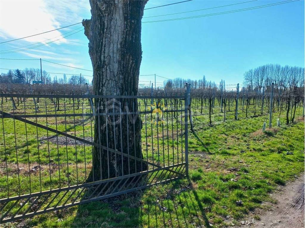 immagine annuncio 2 di 3