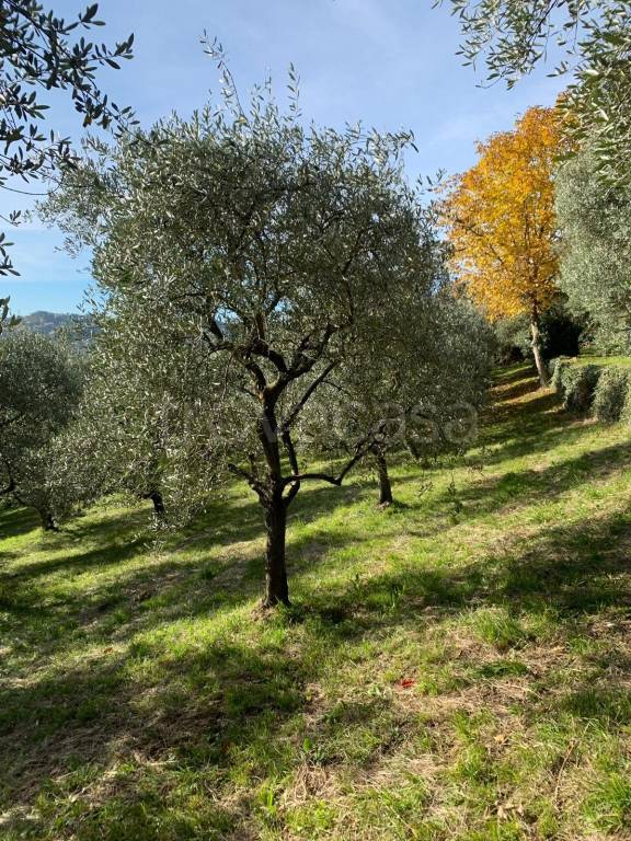 immagine annuncio 1 di 4