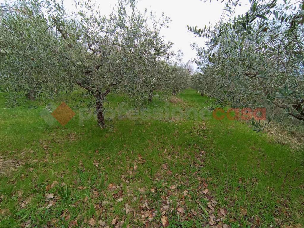 immagine annuncio 3 di 8