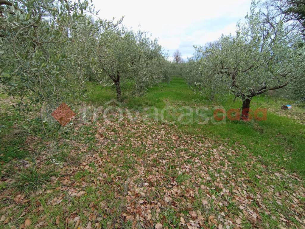 immagine annuncio 6 di 8