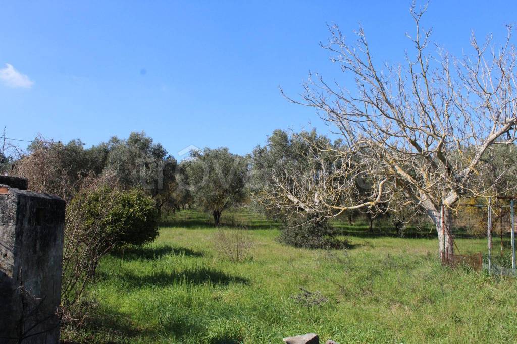 immagine annuncio 5 di 11