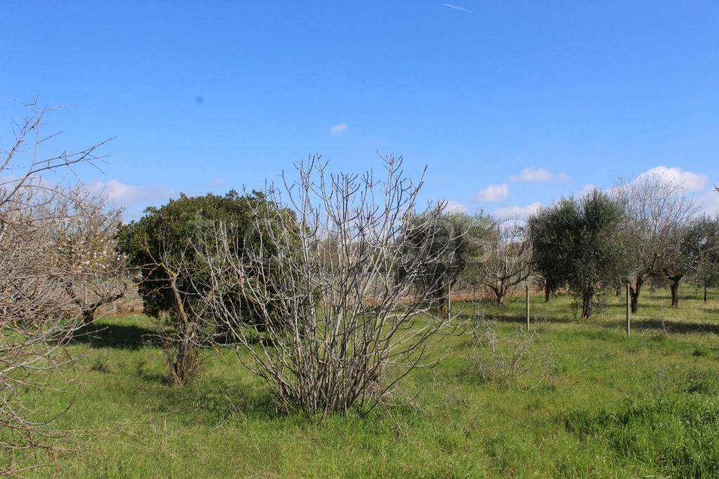 immagine annuncio 6 di 11