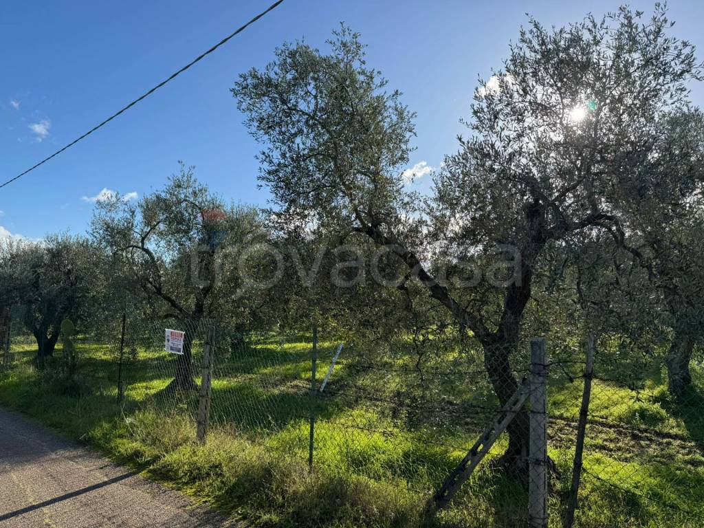 immagine annuncio 4 di 12