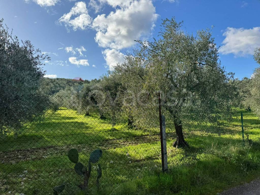 immagine annuncio 5 di 12