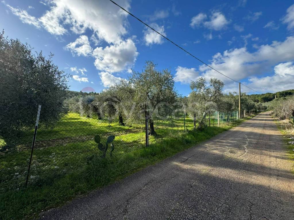 immagine annuncio 6 di 12