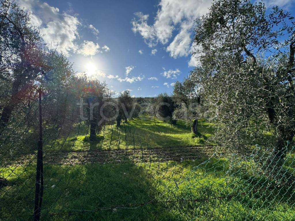 immagine annuncio 10 di 12