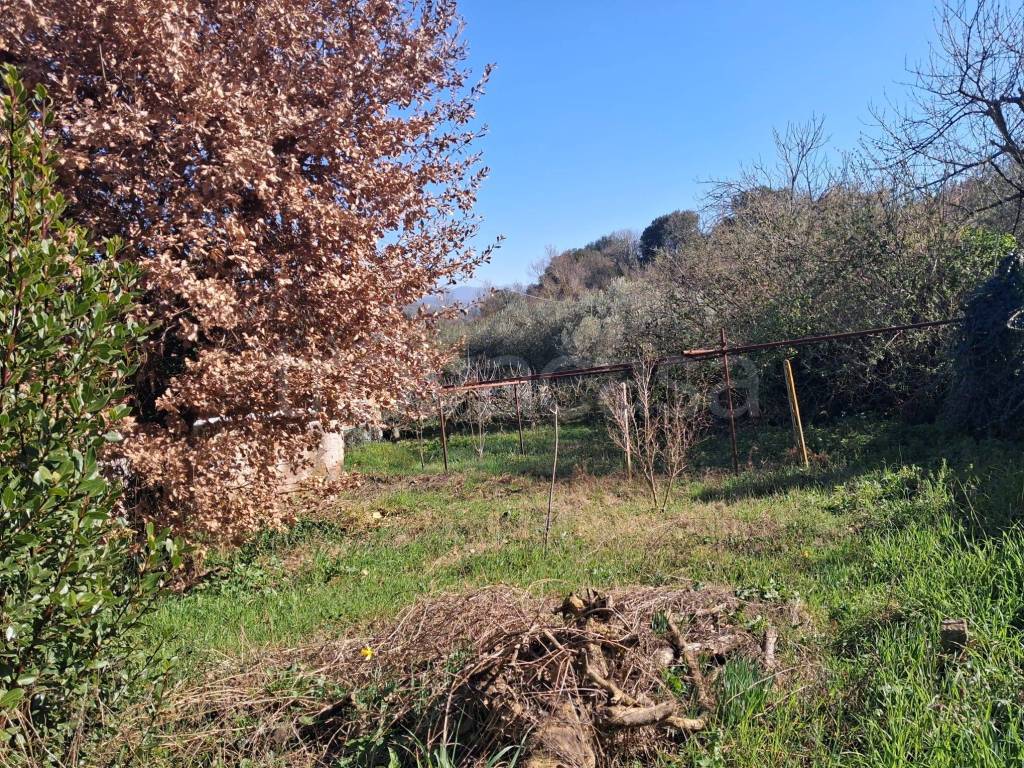 immagine annuncio 1 di 9