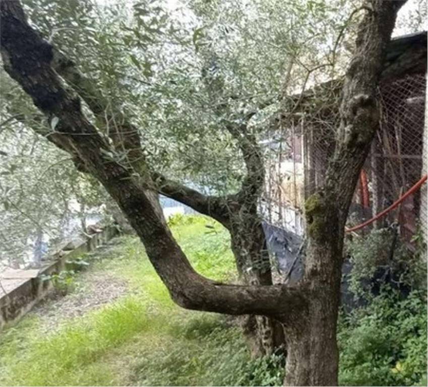 immagine annuncio 3 di 12