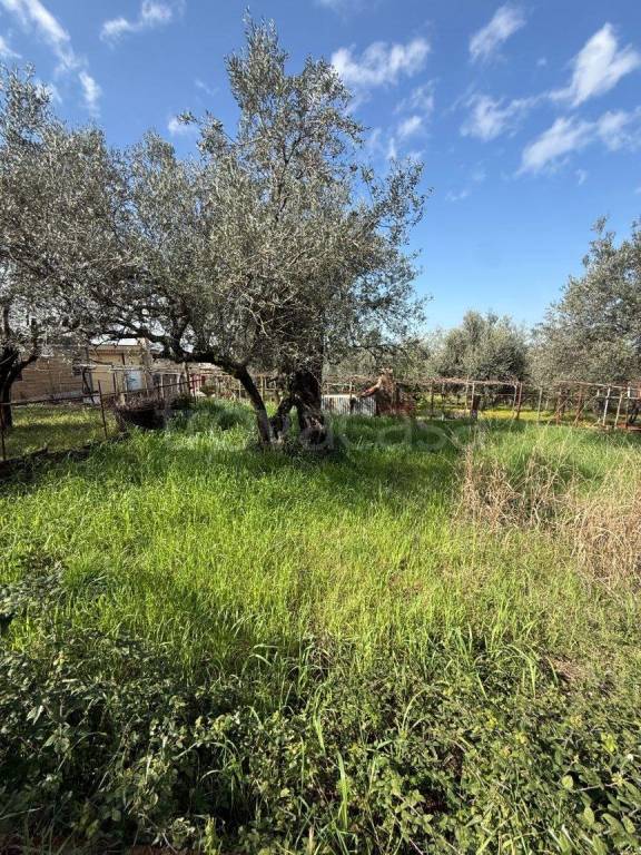 immagine annuncio 2 di 9