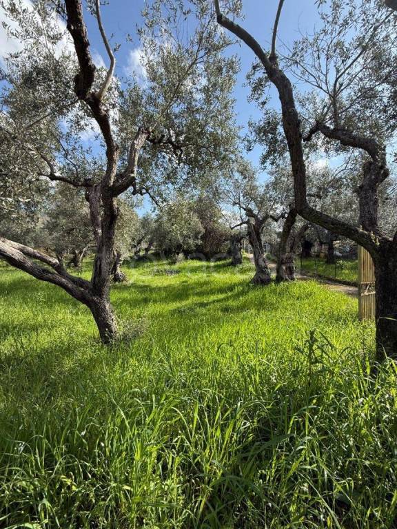 immagine annuncio 3 di 9