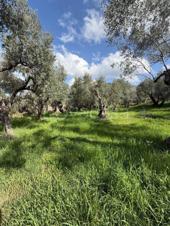 immagine annuncio 4 di 9