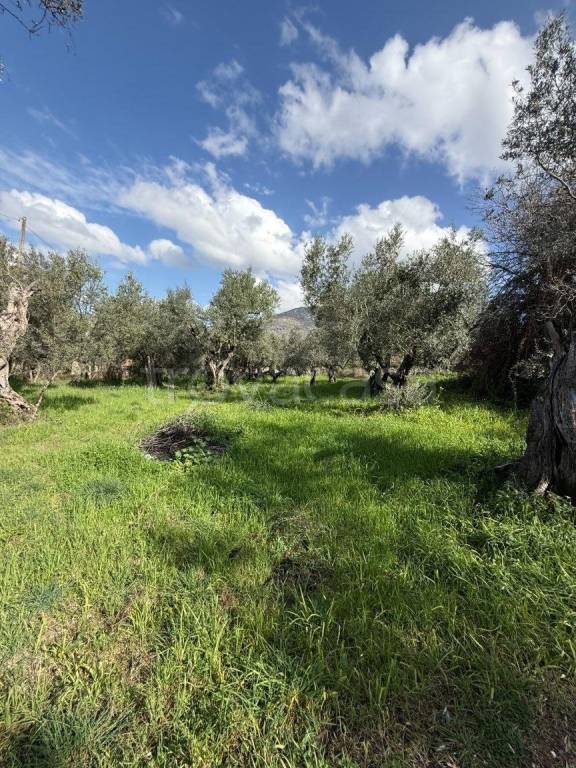 immagine annuncio 5 di 9