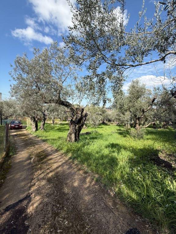 immagine annuncio 6 di 9