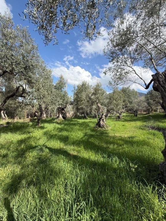 immagine annuncio 7 di 9