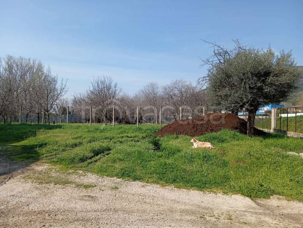 immagine annuncio 12 di 13