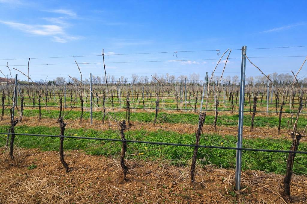 immagine annuncio 2 di 4